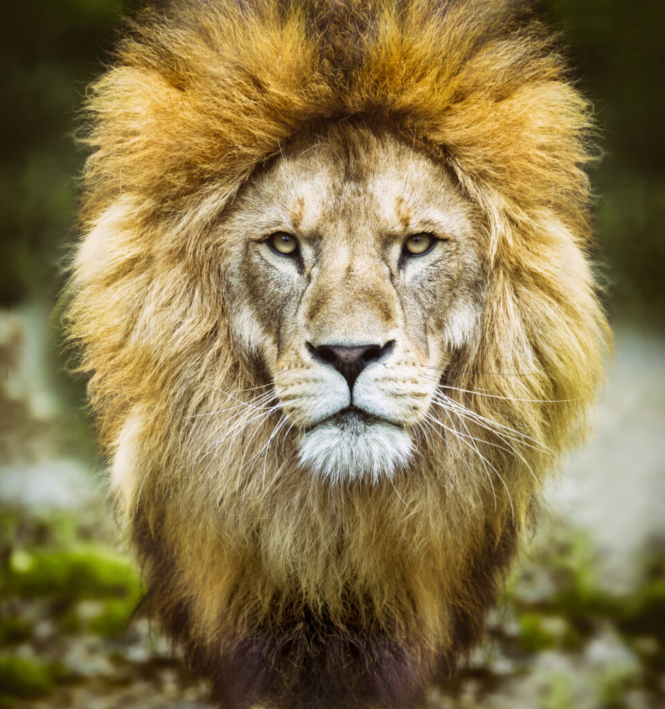 African Lion's Head 