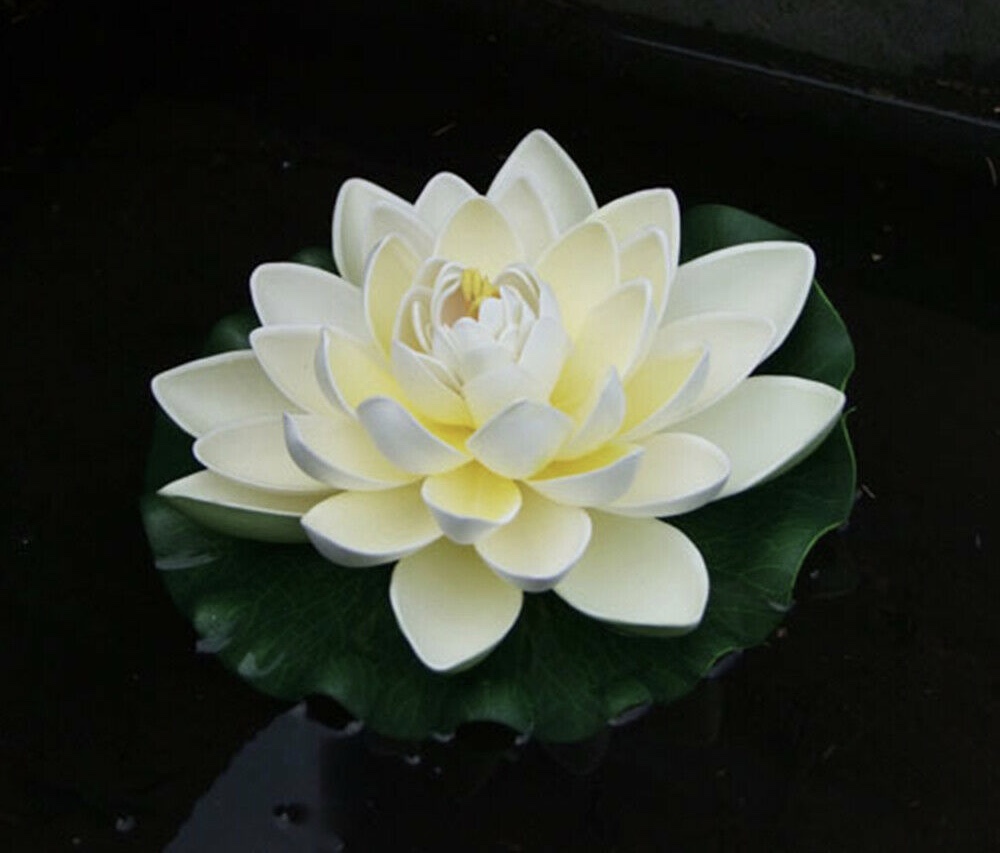 Lotus